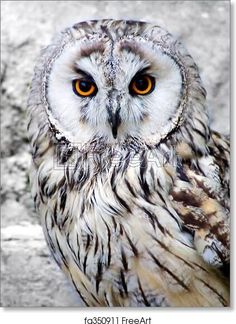 an owl with orange eyes sitting on a rock