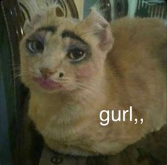 an orange cat with blue eyes and purple makeup looks at the camera while sitting in front of a mirror