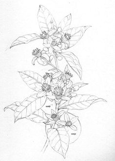 a pencil drawing of some flowers on a branch