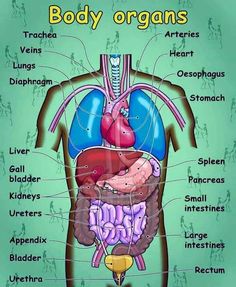 the anatomy of the human body and its major organ systems, including the livers