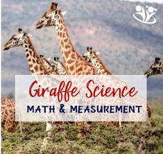 giraffe science math and measurement