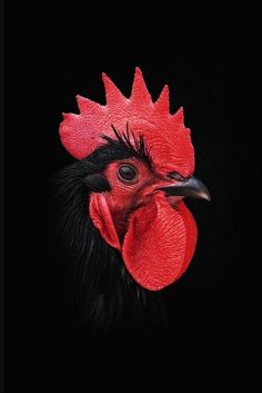 a close up of a rooster's head on a black background