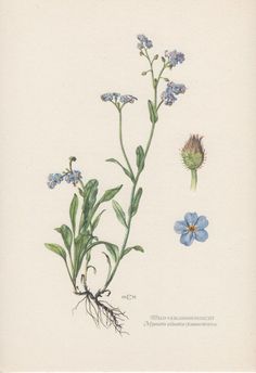 an illustration of blue flowers and green leaves