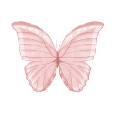 a pink butterfly on a white background