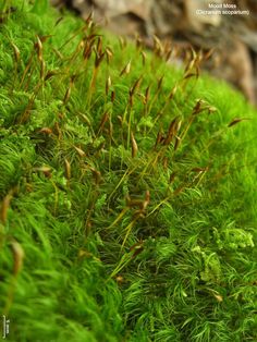 green moss growing on the side of a rock