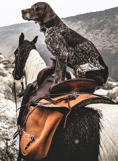 a dog sitting on the back of a horse