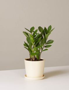 a potted plant sitting on top of a table