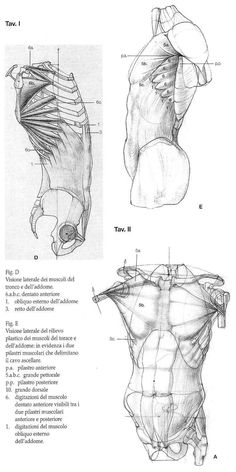 an image of the back and neck muscles