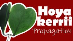 a heart shaped leaf with the words hoya keerii protagation on it