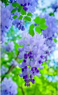 purple flowers are hanging from the branches in front of green leaves and blue sky behind them