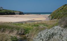 a sandy beach next to the ocean with lots of grass and flowers on it's shore