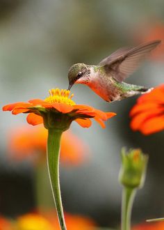 a hummingbird hovering over an orange flower with its wings spread out to the side