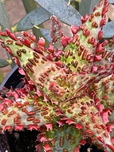 a close up of a plant with red and green leaves