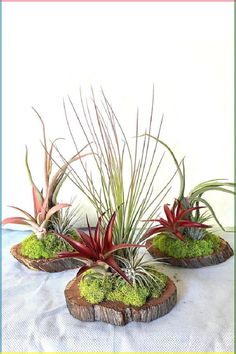 three different types of air plants in wooden bases