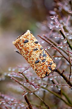 a bird feeder hanging from a tree branch