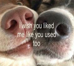 a close up of a dog's face with the words i wish you liked me like you used too