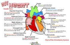 diagram of the human heart with labels on each side and labeled parts labelled in red