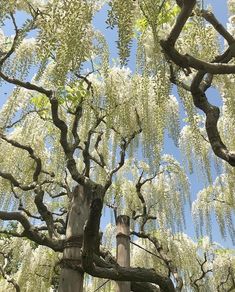 the tree is blooming very quickly in the springtime, and it's beautiful