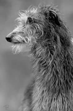 black and white photograph of a shaggy dog looking off into the distance with wet fur on it's head