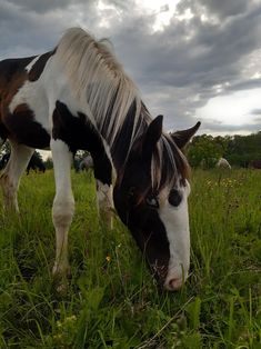 a brown and white horse eating grass in a field with other horses behind it on a cloudy day