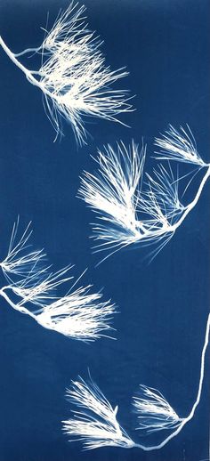 four white feathers on a blue background