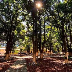 the sun is shining through the trees in the park