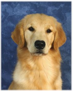 a close up of a dog with a blue background