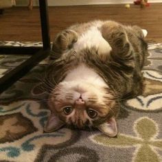 a cat laying on its back on the floor