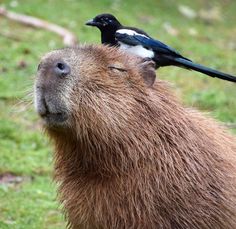 a capybara with a bird on its back