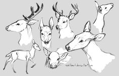 some deer heads are shown in black and white, while others have their faces drawn