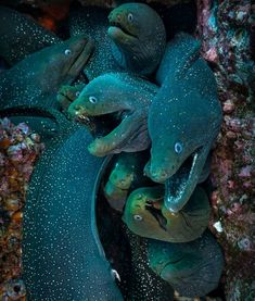 some very cute looking animals together in the water by rocks and algae on the ocean floor