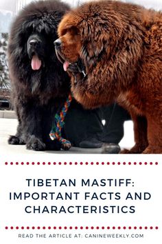 two dogs with their mouths open and the words tibetan mastiff important fact and characteristics