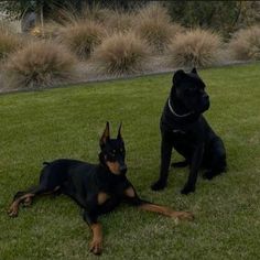 two black and brown dogs laying in the grass