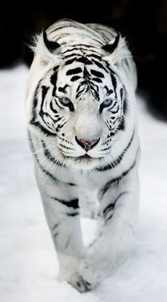 a white tiger walking through the snow in front of a black and white background,