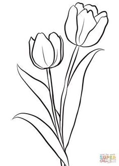 Hur Man Ritar Blommor, Tulip Drawing, Printable Flower Coloring Pages, Tulip Colors, Flower Sketches, 수채화 그림, Flower Coloring Pages, Printable Crafts, Tulips Flowers