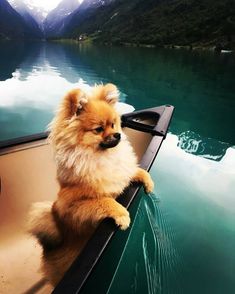 a small dog sitting on top of a boat in the water with mountains in the background