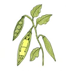 a drawing of a pea plant with pods and leaves