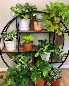 there are many potted plants on the shelves