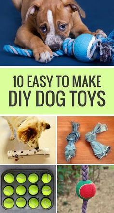 the cover of 10 easy to make diy dog toys