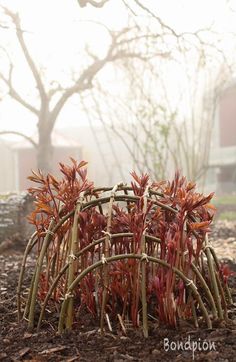 a group of plants that are sitting in the dirt