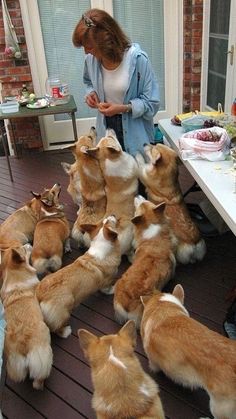 a woman standing next to a group of corgis on a wooden floor in front of a table