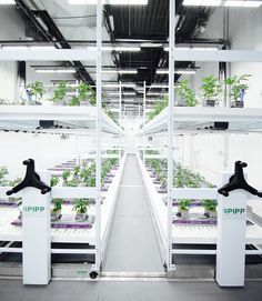 an indoor greenhouse with rows of plants growing on shelves and in the middle is a long hallway