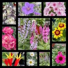 This snapshot of spring plants has us really excited for what we have in store for spring 2025. Spring Plants