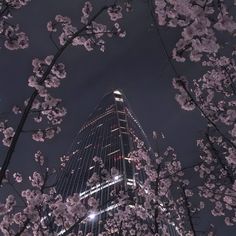 cherry blossoms are blooming in front of the skyscraper