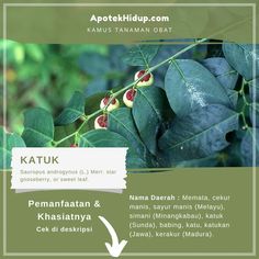 an image of some plants with berries on them and the words katuk above it