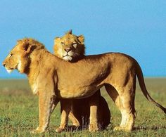 two lions standing next to each other on top of a grass covered field with blue sky in the background