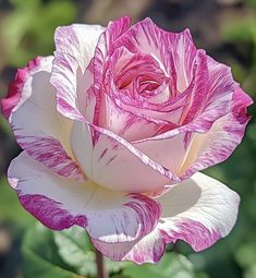 a pink and white rose with green leaves in the background