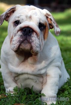 a white and brown dog laying in the grass