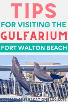 two dolphins jumping out of the water with text overlaying tips for visiting the gulf aquarium fort walton beach