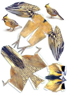 several birds are shown in different stages of flight